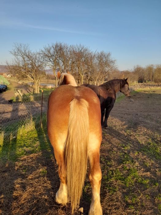 Vand 2 manze si un manz