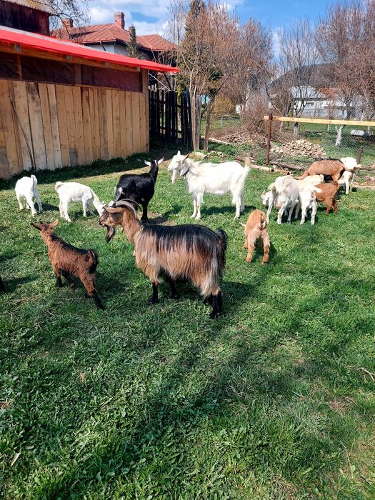 Capre la prima și a doua fătare.