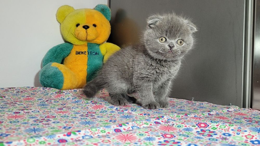 Scottish  fold  blue ursuleț.