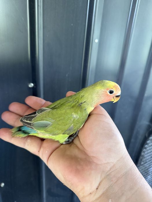 Papagali agapornis puiuti foarte blanzi amorezi agaponis