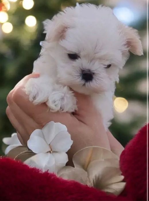 Bichon mini toy isi cauta casuta