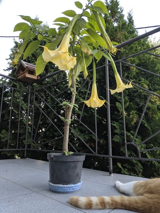 Растение голямо датура цъфтеж