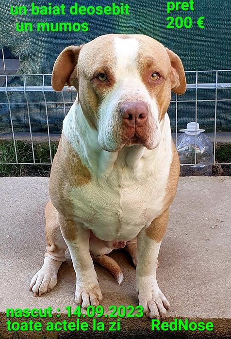 Amstaff Blue si familia ei