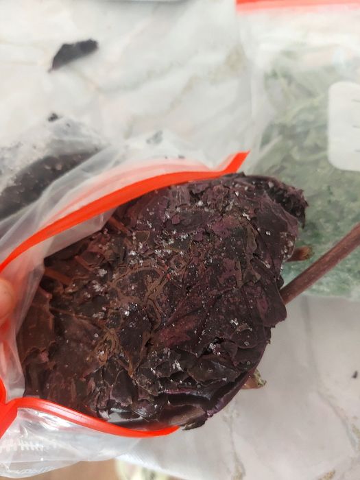 Продам БАРХОТЦЫ базилик