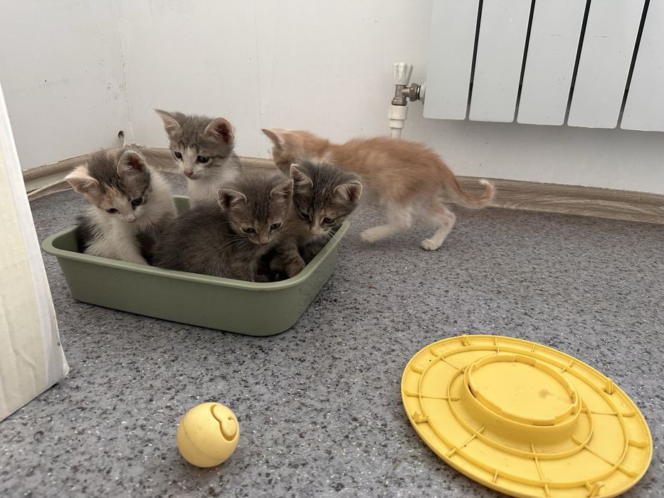 Отдам котят в добрые руки