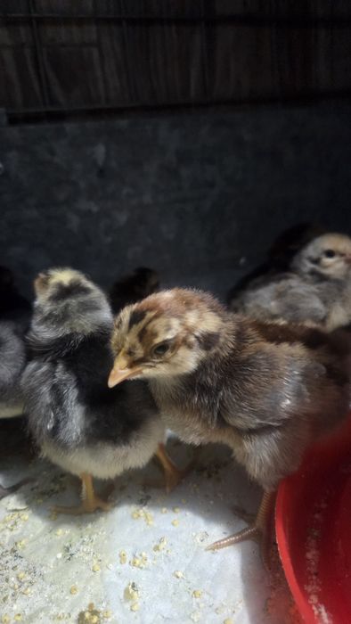 Цыплята Легбар (голубое яйцо)