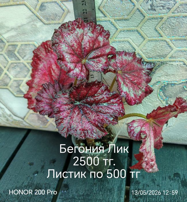 Комнатные цветы. Бегонии.