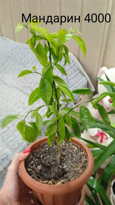 Продам комнатные цветы