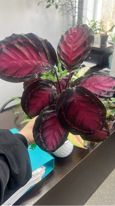 Калатея разные сорты