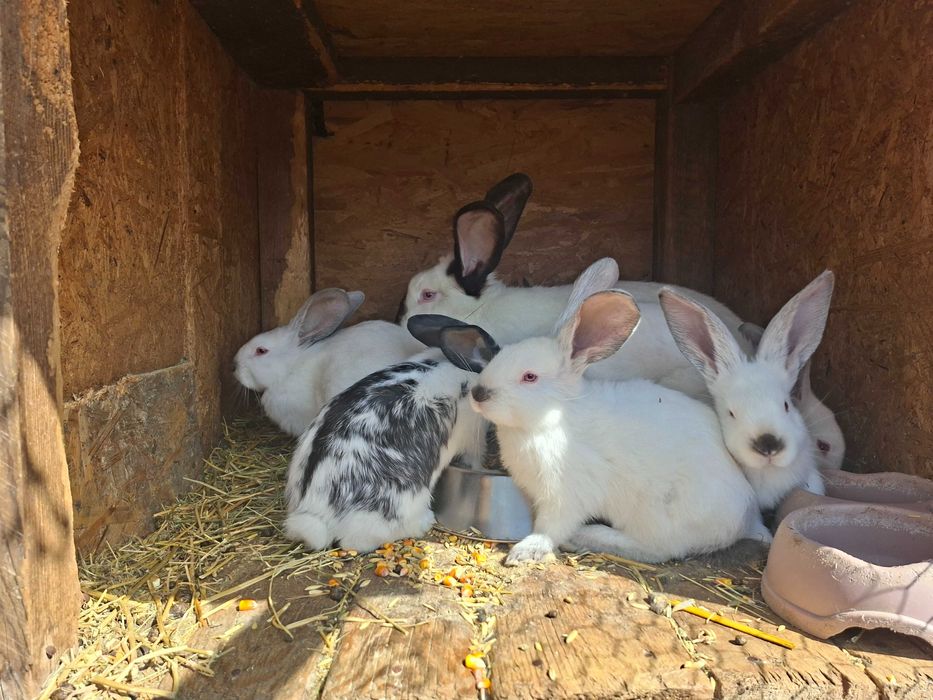 Vand iepurasi Fluture German si Urias Transilvanean