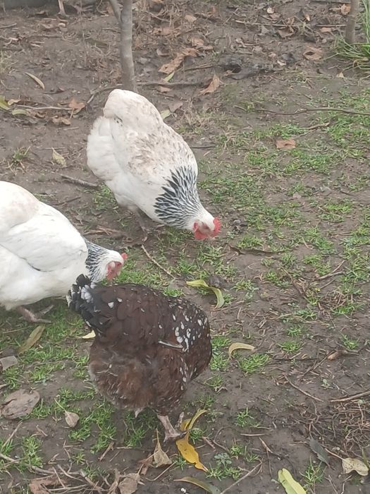 Ouă  susex de  vânzare  6 lei