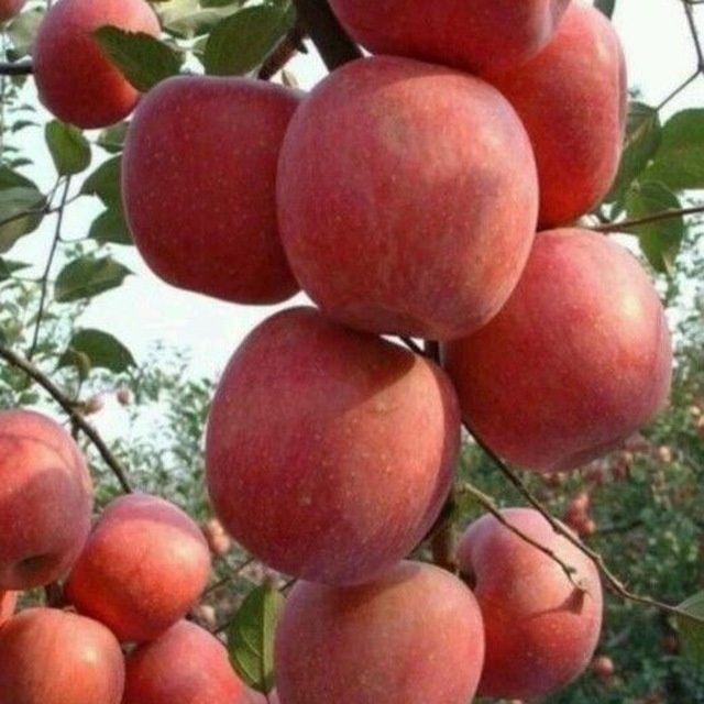 ПИНКЛЕДИ олма кучатларимиз бор сортига кафолат берамиз