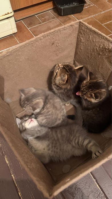 Отдам котят в хорошие руки!!!