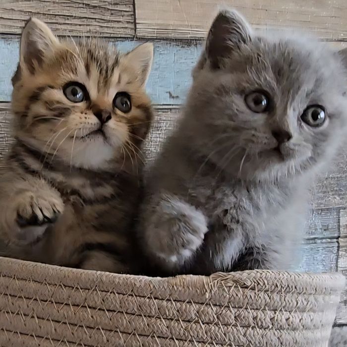 Британски котета с родословие. Чистокръвни котенца