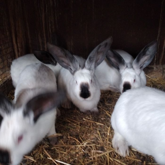 Disponibili iepuri urias de Transilvania tatuați