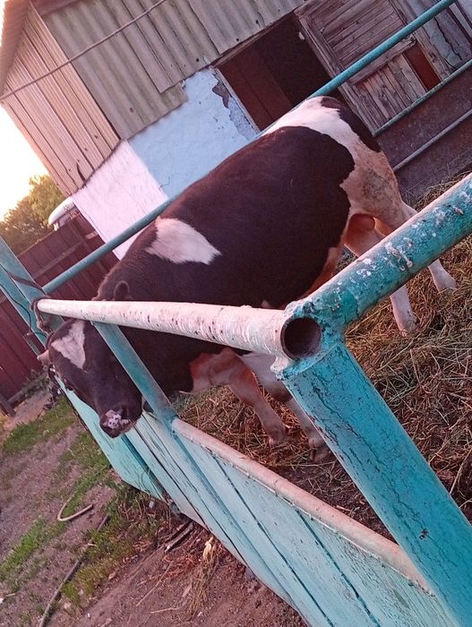 Продам быка производителя