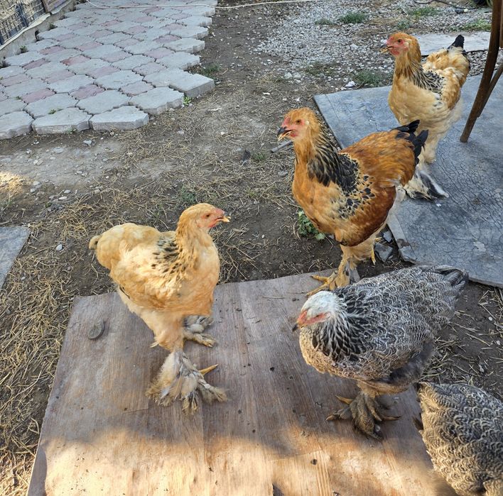 Продам полевую браму