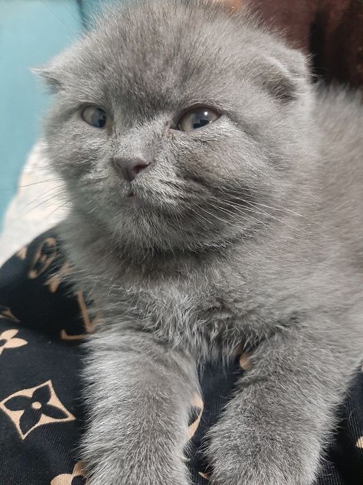 Ўғил 1 ярим ойли скоттиш фолд