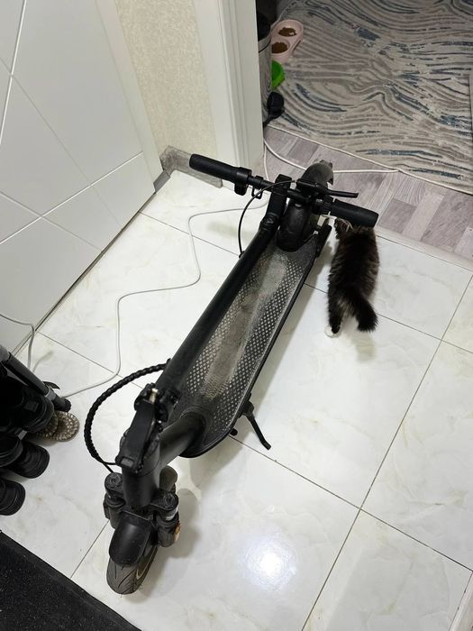 Kechte Max Samokat 10dyum