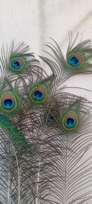 Табыстың қанаттары сатылады