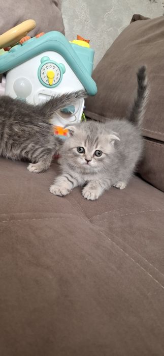 Скоттиш фолд и скоттиш страйт котята