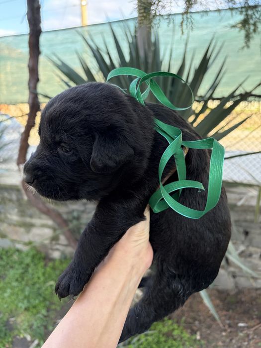 Подарявам кученца