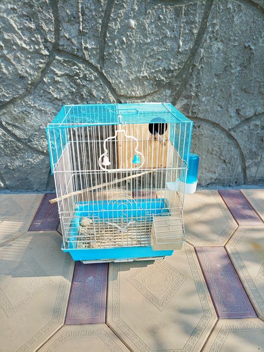 Toʻtilar sotiladi Turkiyadan kelgan ochirsa boʻladi