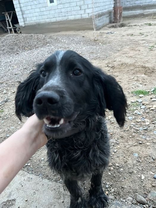 Рабочи спаниель сатылады