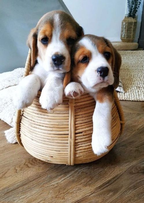 Обязательные щенки породы Бигль