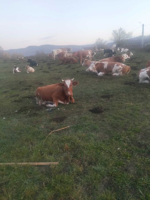 Bobine la alegere din 25 de bucati cu sau fara vitei