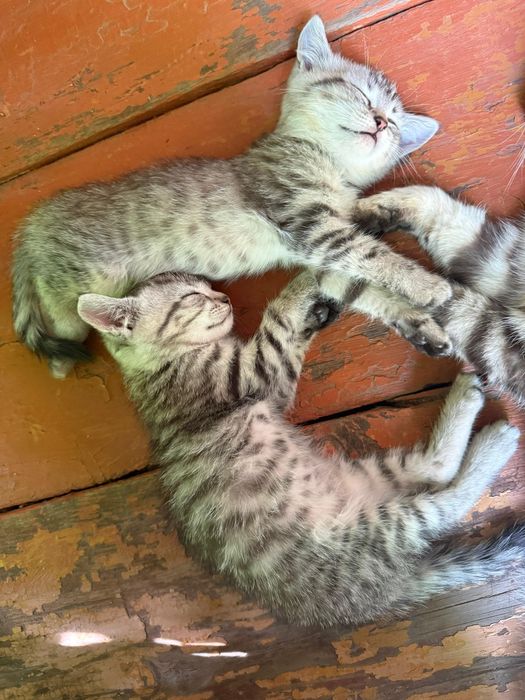 Котята от британской кошки