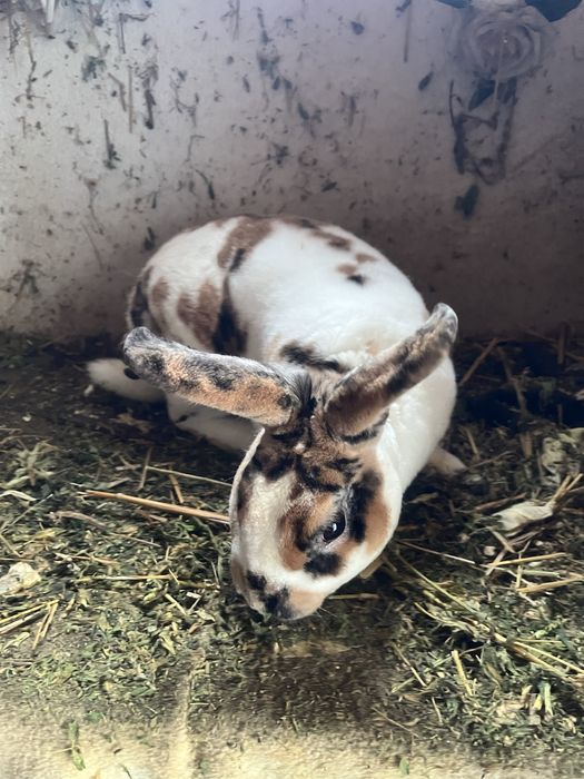 Iepuri Rex pitic tricolor !