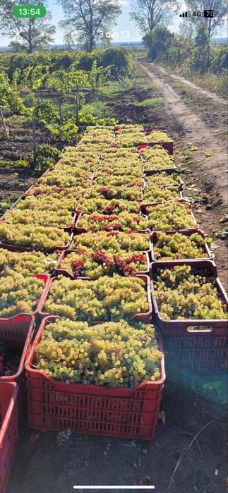 Vamd struguri de vin producator din vrancea