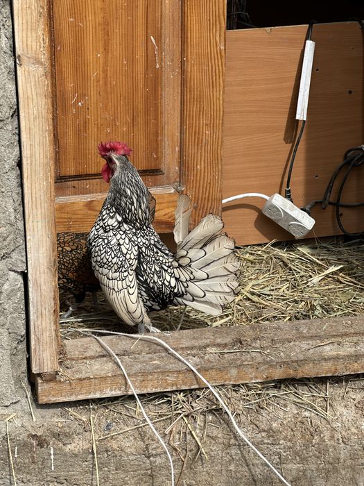 Карлики сибрайт цыплята