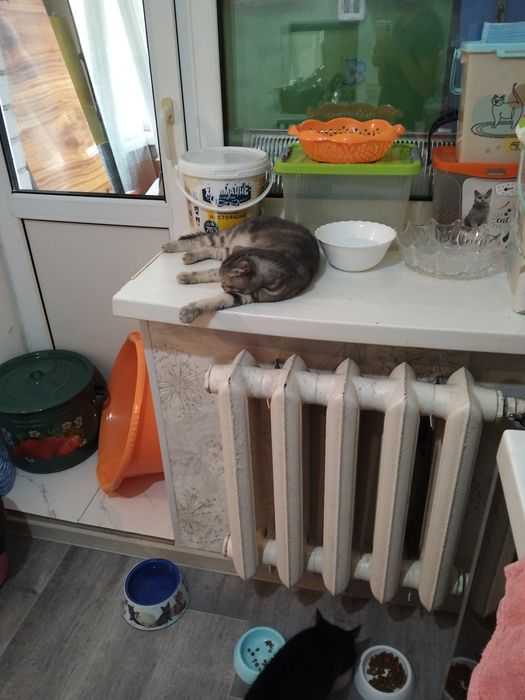 Передержка кошек