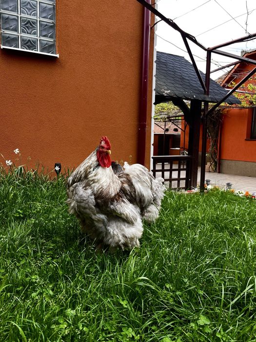 Vând pereche cocos si gaina cochinchina urias albastru
