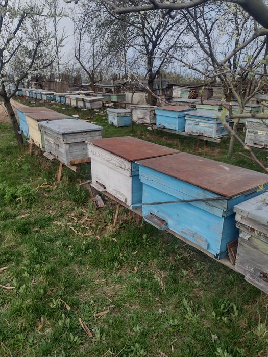 Vând familii albine .