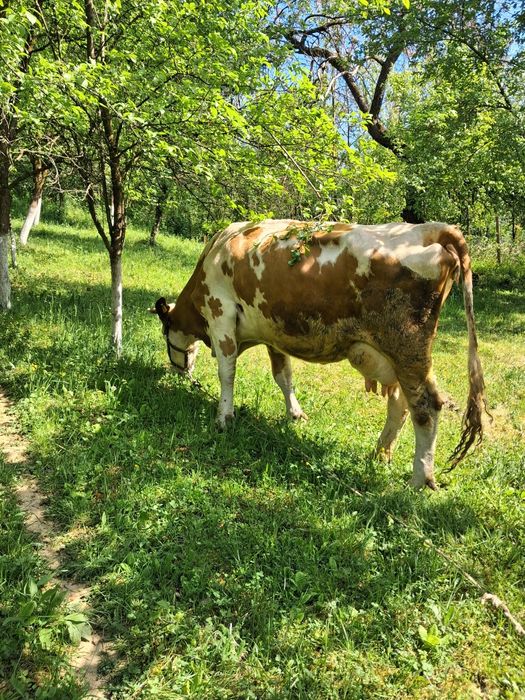 Vand vaca balțata