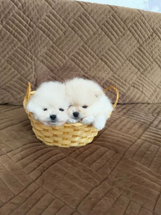 Чудесные мини шпицы