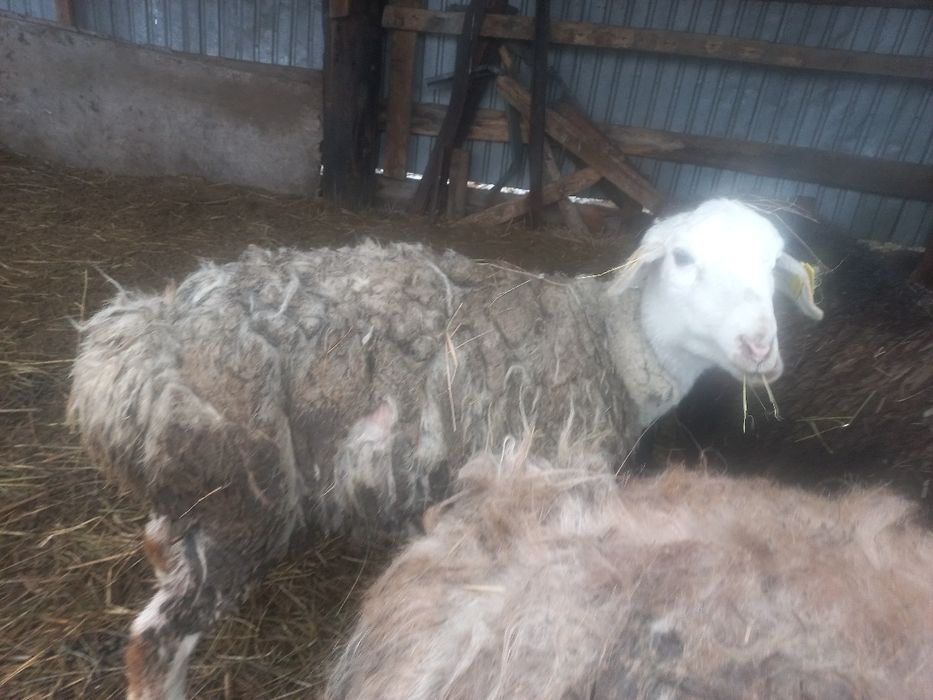 Продам токты(ярок)!