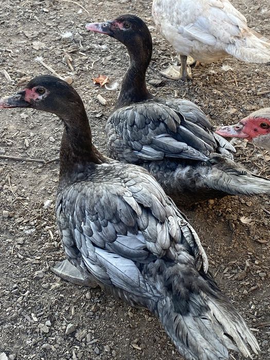 Лавандовые селезень шипуны