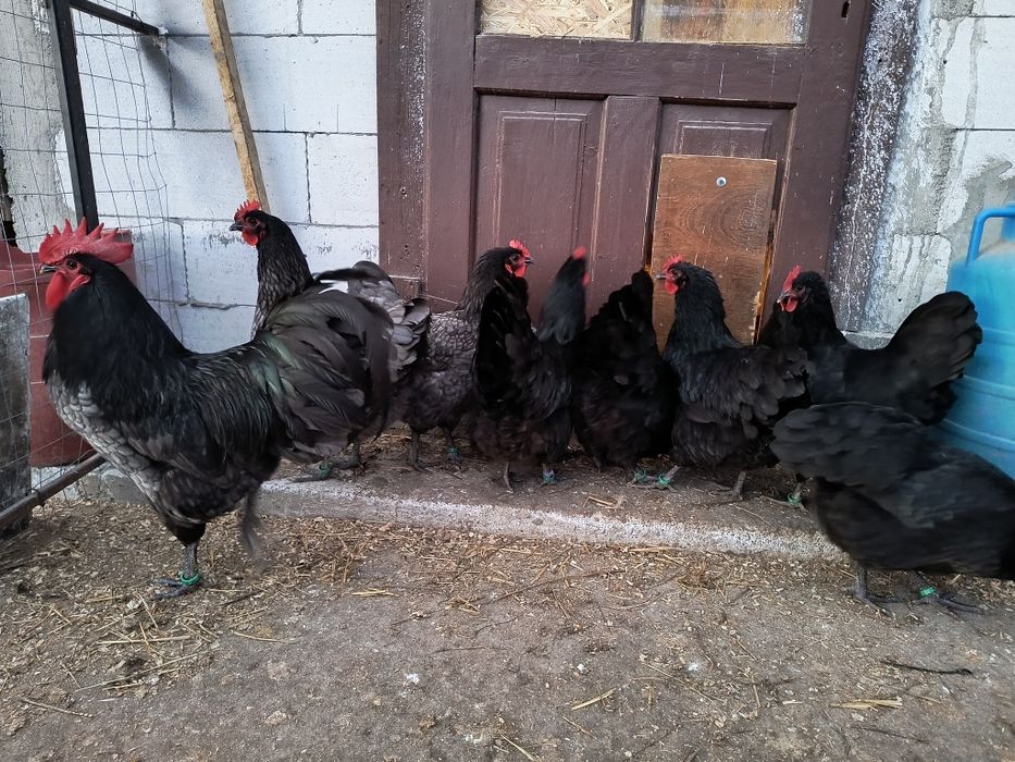 Oua incubat australorp