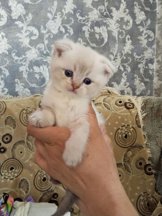 Продаются котята шиншиллы