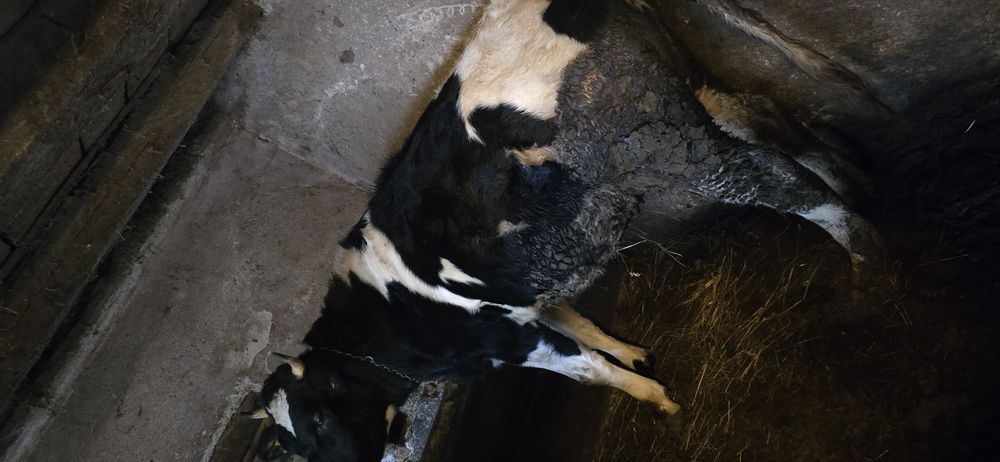 Vând  2 juninci  gestante