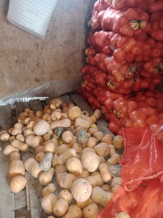 Асқабақ Тыква малға