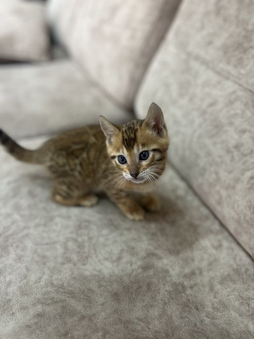 Бенгальские котята