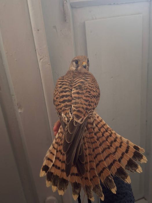 Pustelka lochin turi