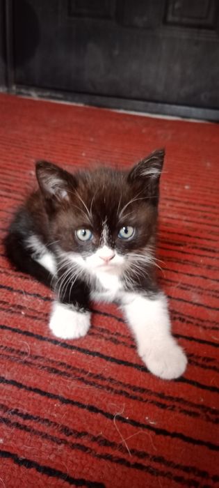 Котёнок мальчик от крысоловки