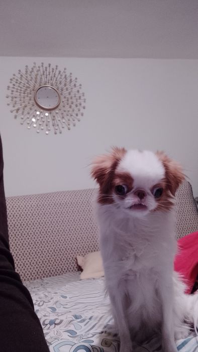 Сабачка японский хин