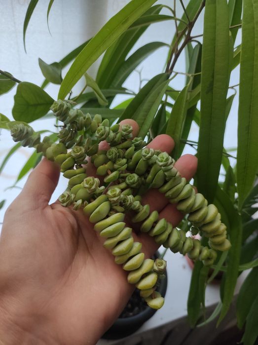 Продам сукулент цветочик